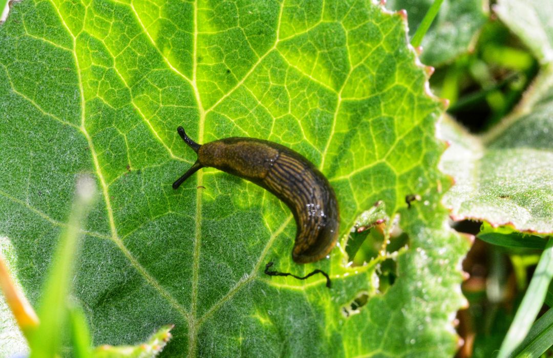 What is the best natural insect repellent for gardens?